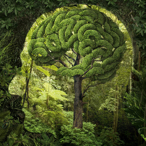 Nature Brain