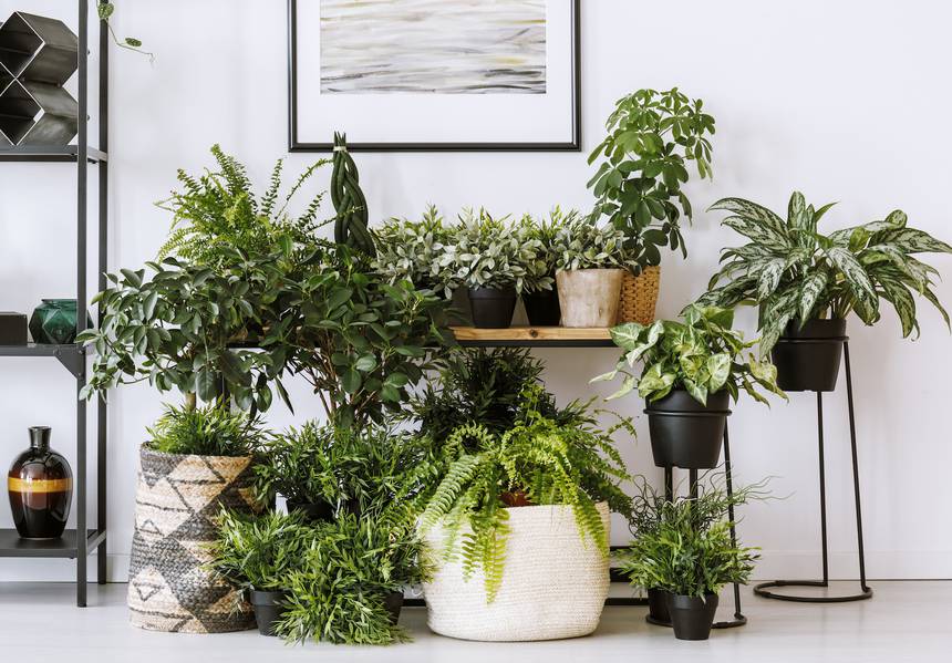 houseplants mist.860x0 q70 crop scale